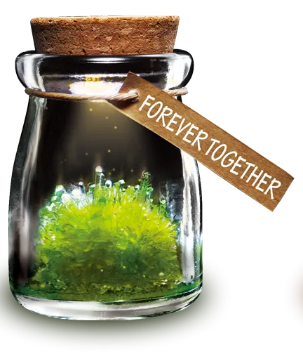 DIY Growing Crystal Wish Flower