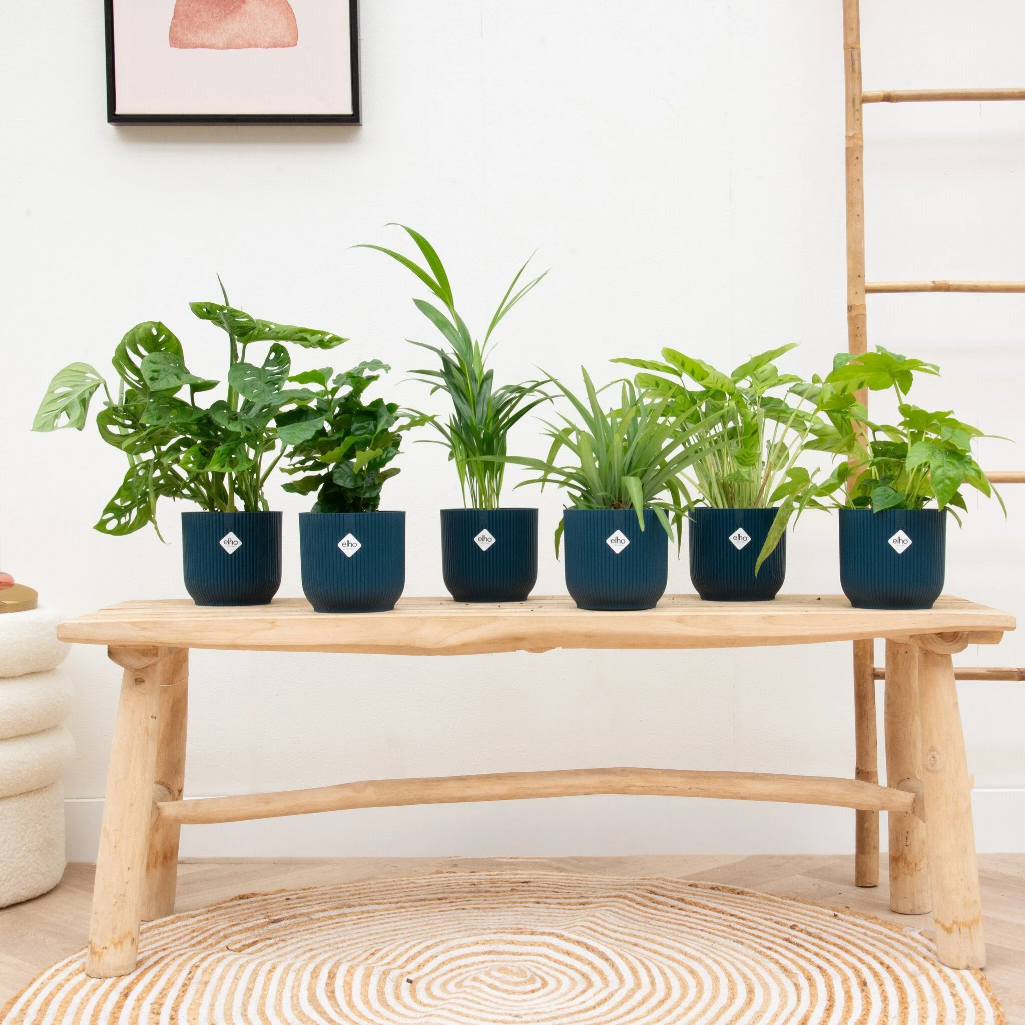 Verrassingsbox- 6 planten