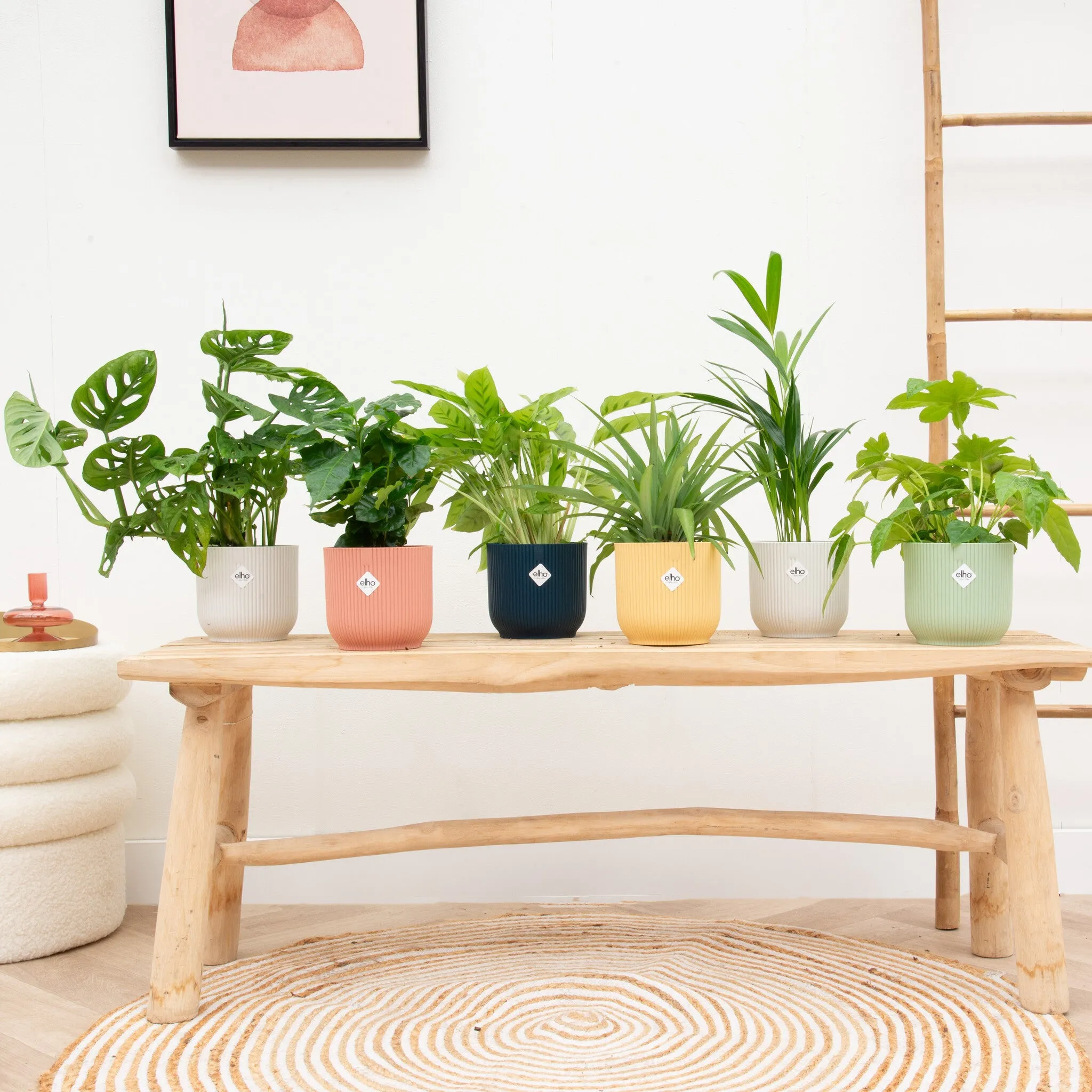 Verrassingsbox- 6 planten