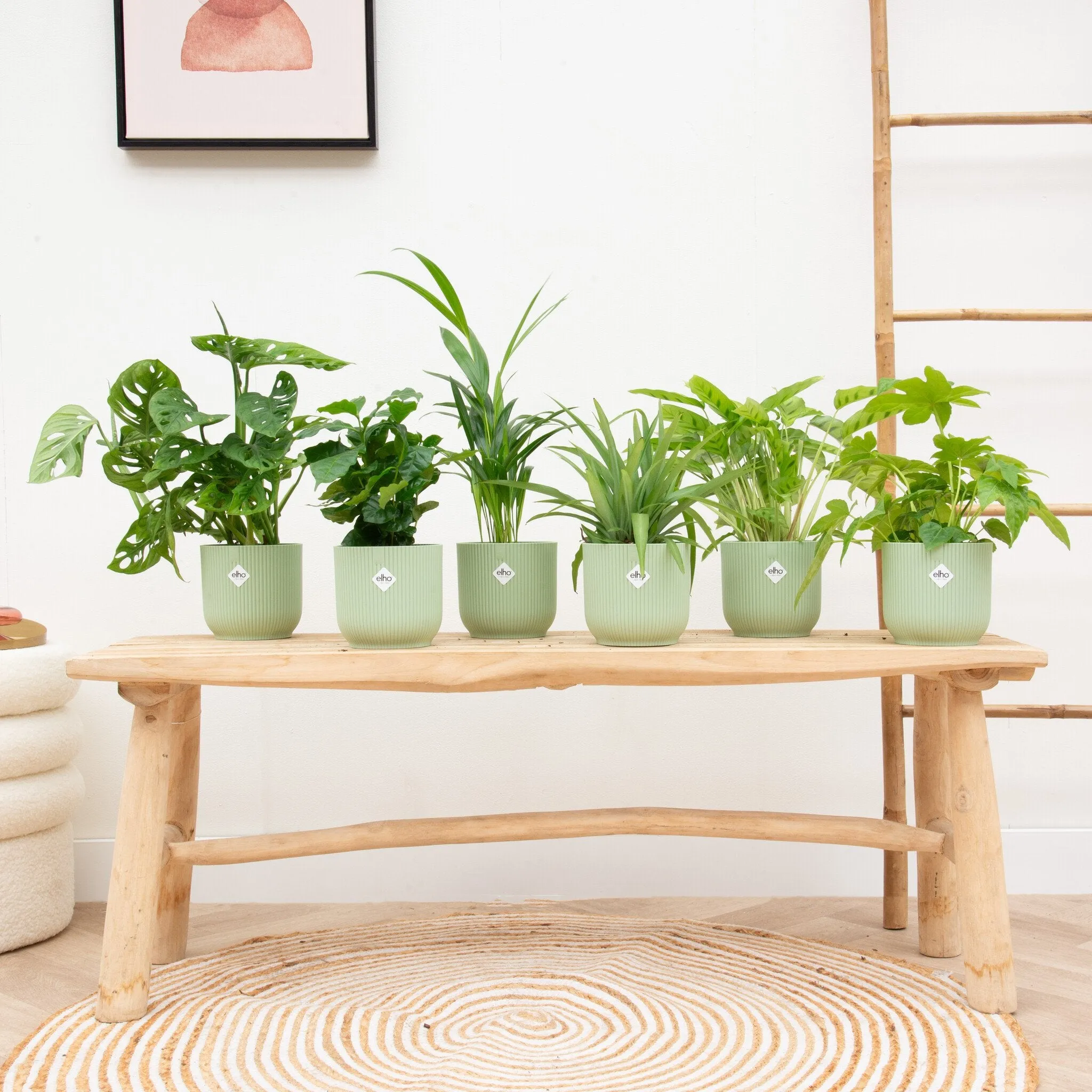 Verrassingsbox- 6 planten