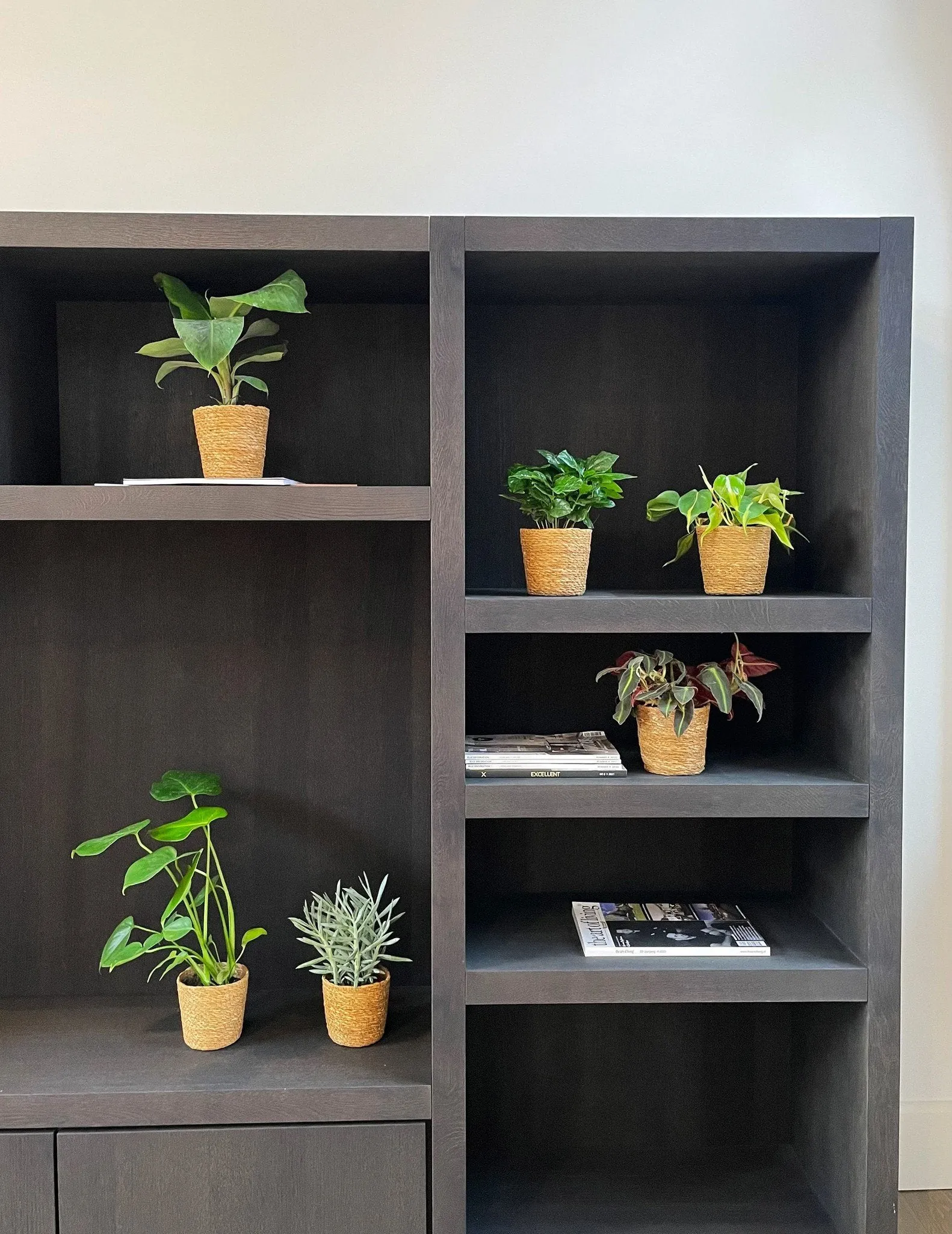 Verrassingsbox- 6 planten